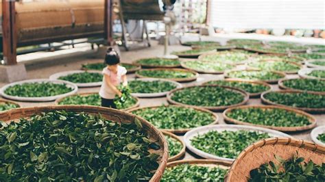 Dlaczego warto sprawdzić ofertę kawy i herbaty w sklepie Kraina Herbaty? 2021 październik sprawdź